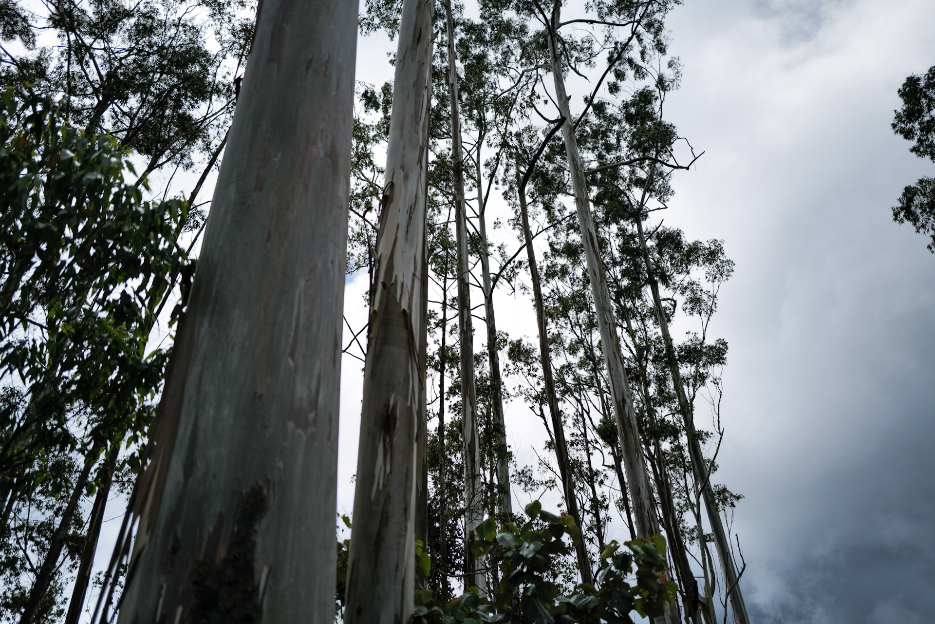 Eukalyptus-Bäume