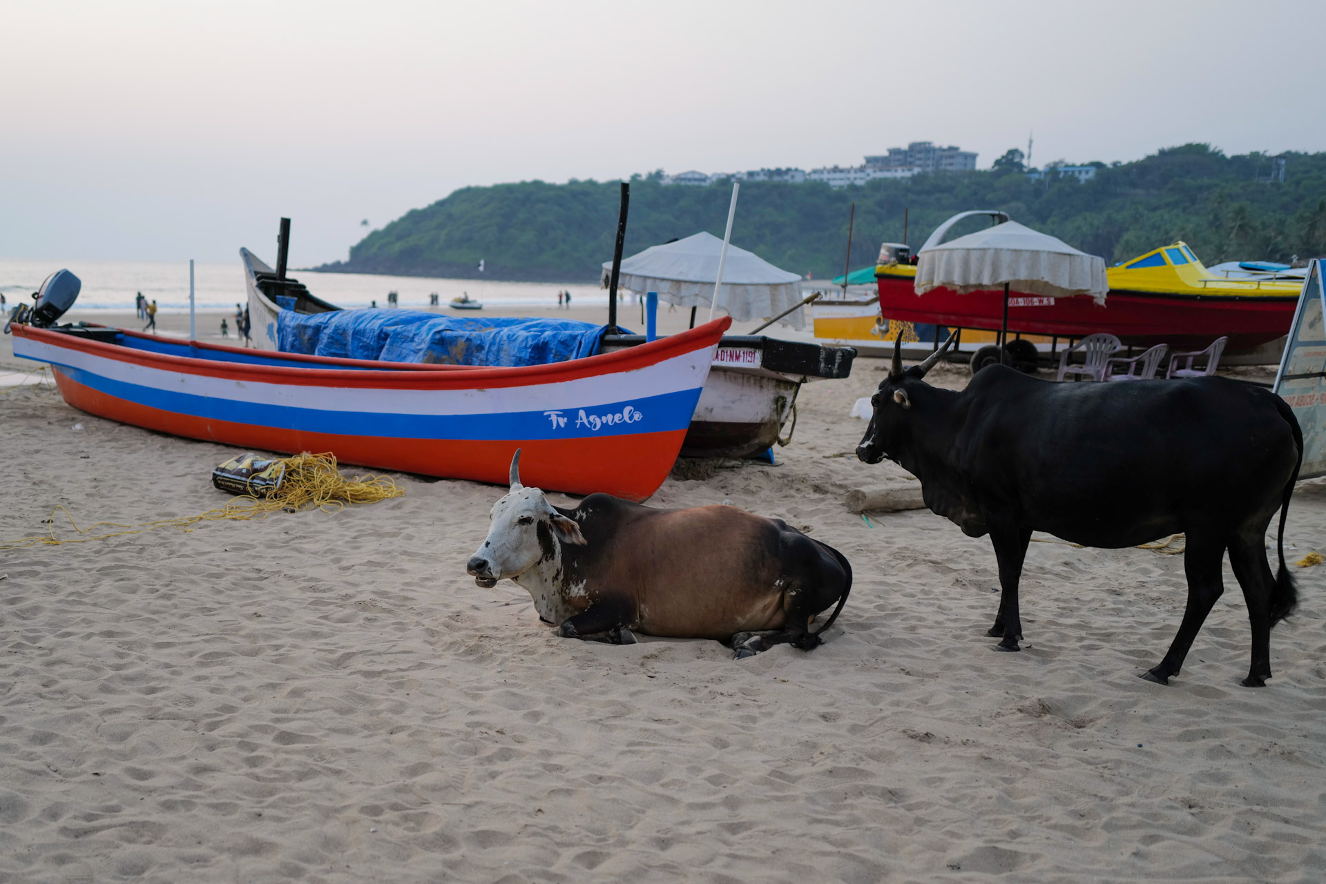 Kühe am Strand nach Sonnenuntergang